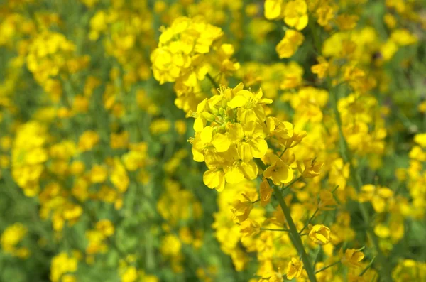 Leuchtend gelbe Feldsenfblüten — Stockfoto