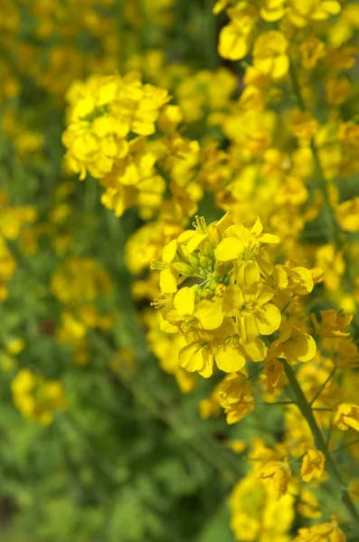 Vivid yellow field mustard flowers — Stock Photo, Image