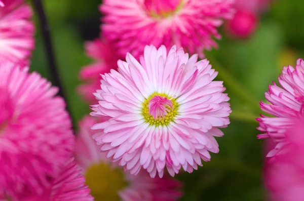 かわいいピンクの花 ロイヤリティフリーのストック写真