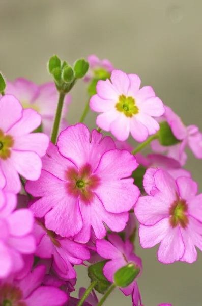 かわいいピンクのサクラソウの花 ストック写真
