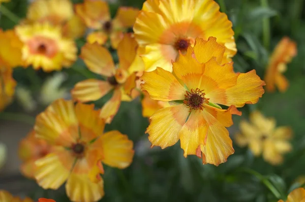 Levendig oranje bloemen — Stockfoto