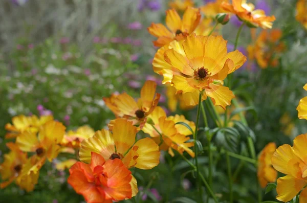 鮮やかなオレンジ色の花 — ストック写真