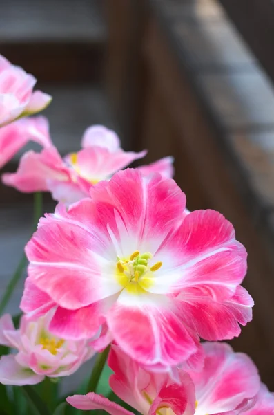 Levande rosa tulpan — Stockfoto