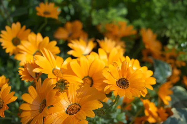 Vivid orange blommor — Stockfoto