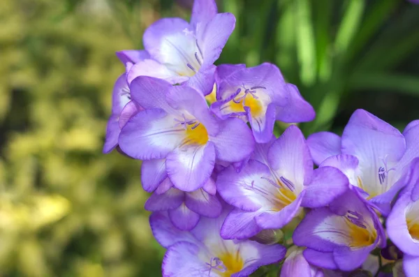 Freesia roxa — Fotografia de Stock