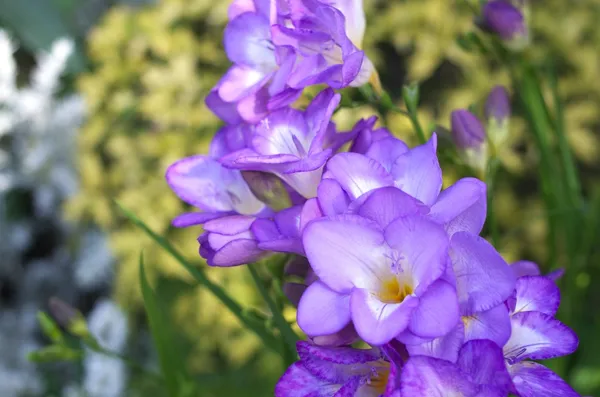 紫色小苍兰 — 图库照片