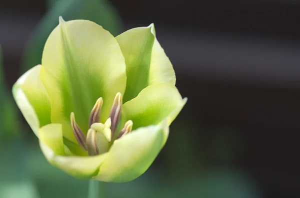 Gul och grön tulpan — Stockfoto