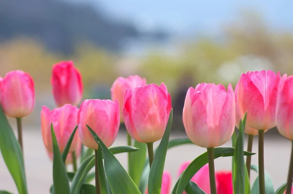 Champ de fleurs de tulipe rose vif — Photo