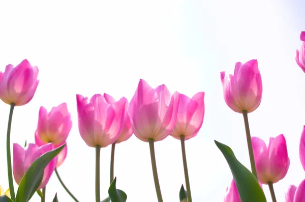 สนามดอกทิวลิปสีชมพูสดใส — ภาพถ่ายสต็อก