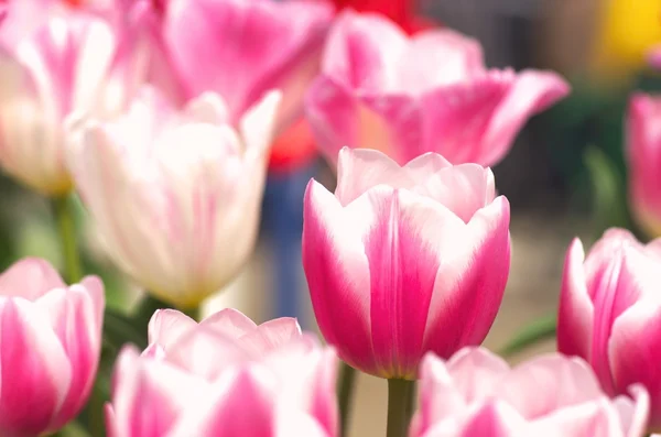 Tulipano rosso e bianco — Foto Stock