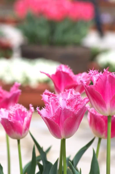 Levande rosa tulpan blomma område — Stockfoto