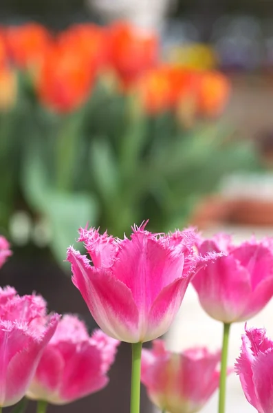 Lebendiger rosafarbener Tulpengarten — Stockfoto