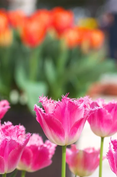 Champ de fleurs de tulipe rose vif — Photo