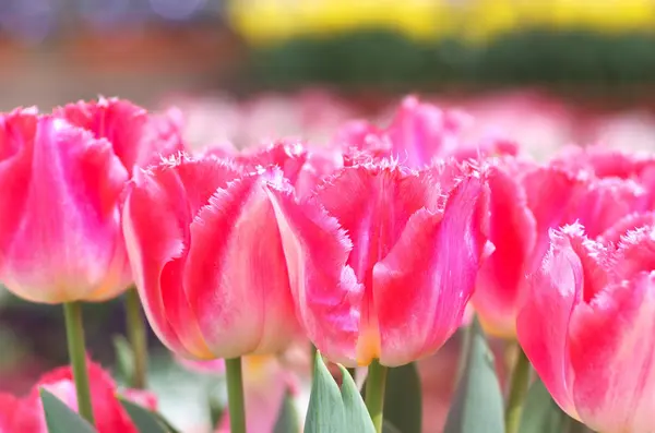 Lebendiger rosafarbener Tulpengarten — Stockfoto