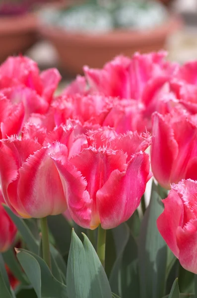 Levande rosa tulip trädgård — Stockfoto