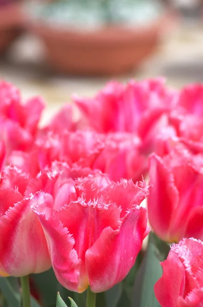 鮮やかなピンクのチューリップの花のフィールド — ストック写真