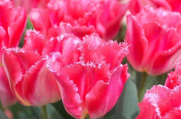 鮮やかなピンクのチューリップの花のフィールド — ストック写真