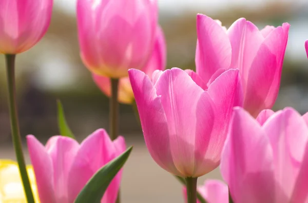 Živé růžová Tulipán květ pole — Stock fotografie