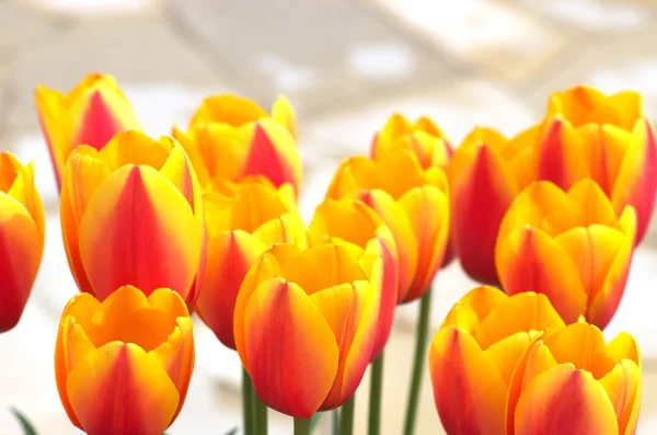 Gula och röda tulpan blommor — Stockfoto