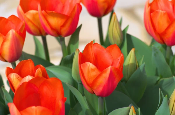 Levande röda tulpan blommor — Stockfoto