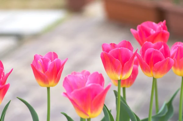 Živé růžová Tulipán květ pole — Stock fotografie