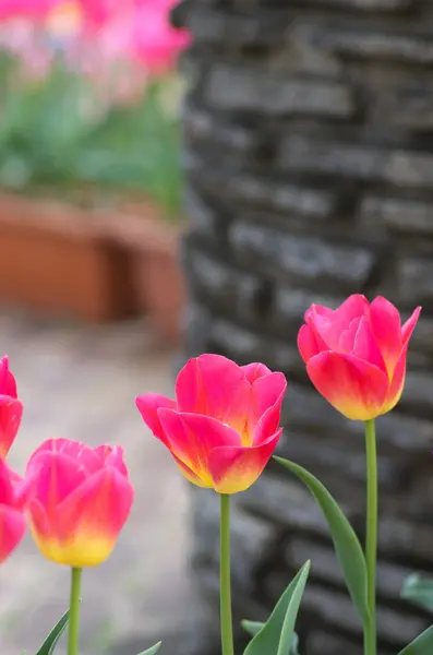 Levande rosa tulpan blomma område — Stockfoto
