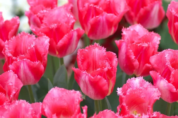 Leuchtend rosa Tulpenblüten — Stockfoto