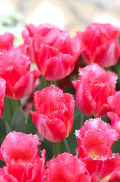 Vívidas flores de tulipán rosa — Foto de Stock