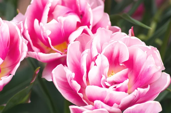 Stora rosa och vit tulip blomsterträdgård — Stockfoto