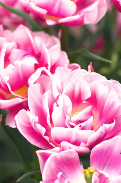 Großer rosa und weißer Tulpenblumengarten — Stockfoto