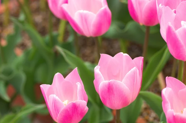 Pembe Lale Çiçek Bahçesi — Stok fotoğraf