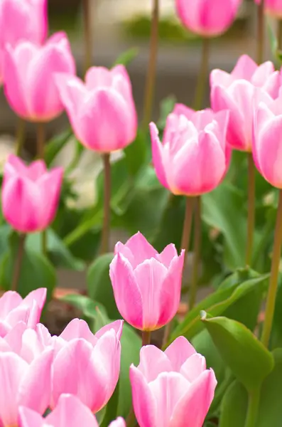 ピンクのチューリップの花の庭 — ストック写真
