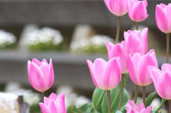 鮮やかなピンクのチューリップの花 — ストック写真