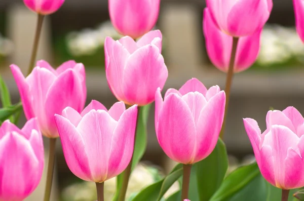 鮮やかなピンクのチューリップの花 — ストック写真