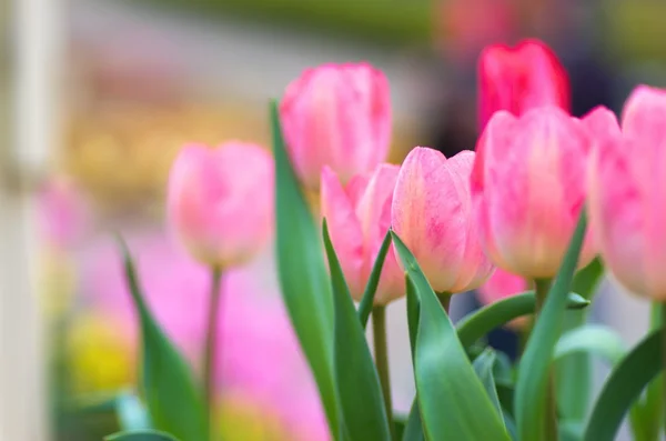 Vívidas flores de tulipán rosa —  Fotos de Stock