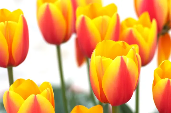 Яркие желтые и красные цветы тюльпана — стоковое фото