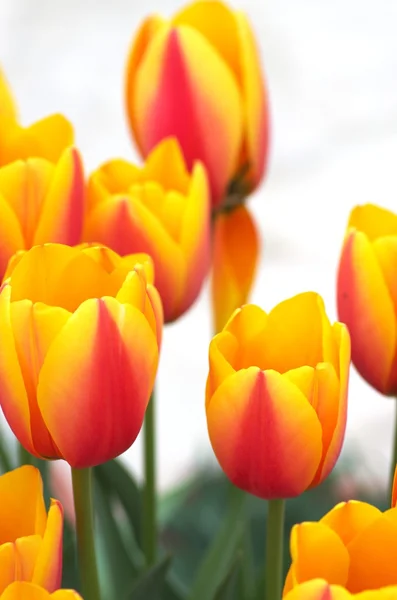 Kwiaty żywe, żółty i czerwony tulipan — Zdjęcie stockowe
