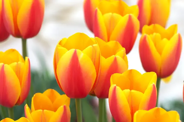 Vividi fiori di tulipano giallo e rosso — Foto Stock