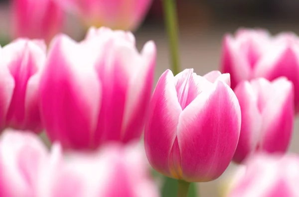 Stora rosa och vit tulip blomsterträdgård — Stockfoto