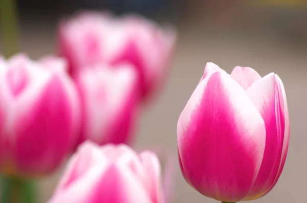 大桃红色和白色的郁金香花卉园 — 图库照片