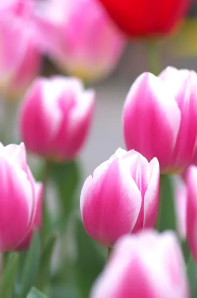 Großer rosa und weißer Tulpenblumengarten — Stockfoto