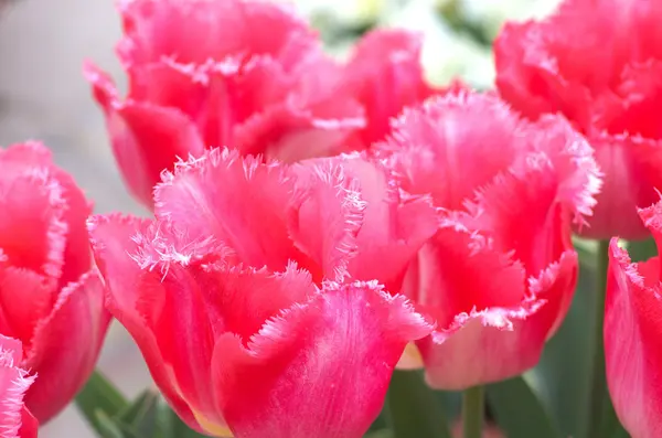 Flores de tulipa rosa vívidas — Fotografia de Stock