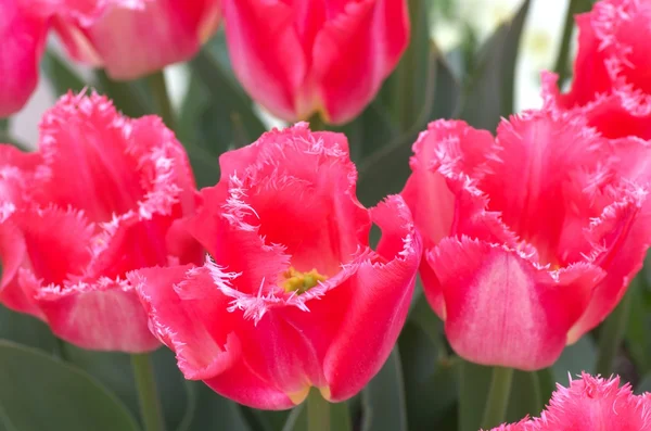 Vívidas flores de tulipán rosa — Foto de Stock