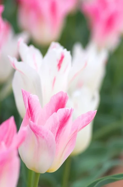 Stora rosa och vit tulip blomsterträdgård — Stockfoto