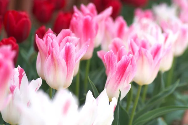 Großer rosa und weißer Tulpenblumengarten — Stockfoto