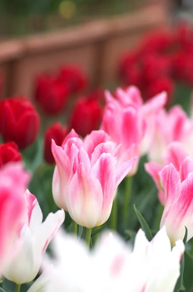 Large pink and white tulip flower garden — Stock Photo, Image
