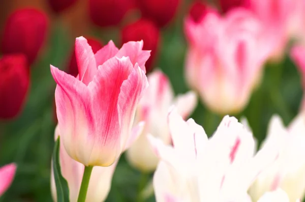 大きいピンクと白のチューリップの花の庭 — ストック写真
