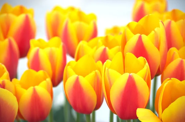 Lebendige gelbe und rote Tulpenblüten — Stockfoto