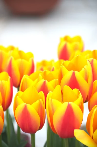 Lebendige gelbe und rote Tulpenblüten — Stockfoto