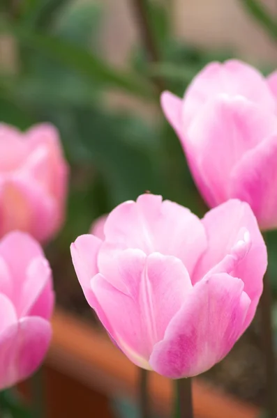Aranyos rózsaszín tulipán — Stock Fotó